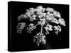 BW Clematis 01-Tom Quartermaine-Stretched Canvas