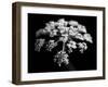 BW Clematis 01-Tom Quartermaine-Framed Giclee Print