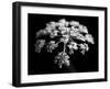 BW Clematis 01-Tom Quartermaine-Framed Giclee Print