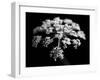 BW Clematis 01-Tom Quartermaine-Framed Giclee Print