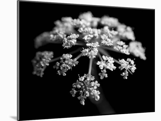 BW Clematis 01-Tom Quartermaine-Mounted Giclee Print