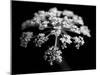 BW Clematis 01-Tom Quartermaine-Mounted Giclee Print