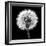 BW Dandelion on Black 02-Tom Quartermaine-Framed Giclee Print