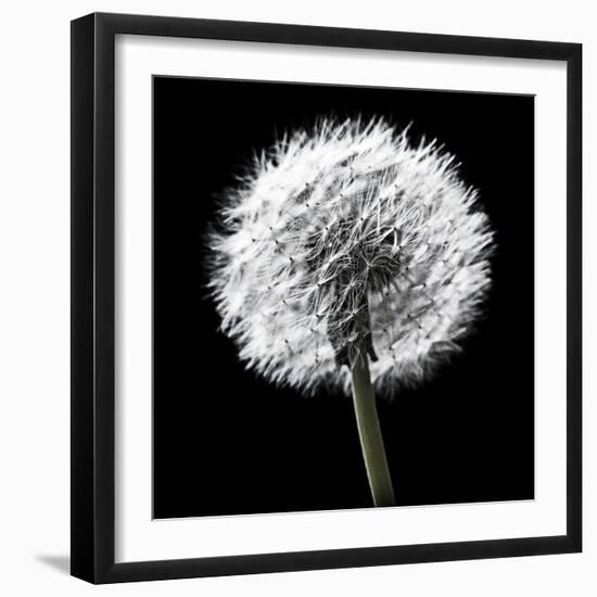 BW Dandelion on Black 02-Tom Quartermaine-Framed Giclee Print