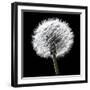 BW Dandelion on Black 02-Tom Quartermaine-Framed Giclee Print