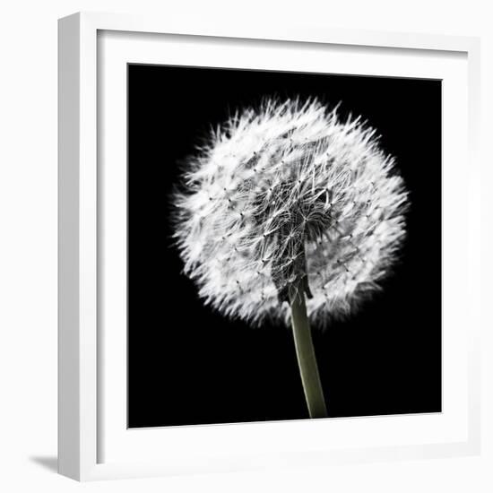 BW Dandelion on Black 02-Tom Quartermaine-Framed Giclee Print