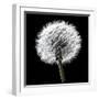 BW Dandelion on Black 02-Tom Quartermaine-Framed Giclee Print