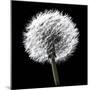 BW Dandelion on Black 02-Tom Quartermaine-Mounted Giclee Print