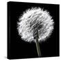 BW Dandelion on Black 02-Tom Quartermaine-Stretched Canvas