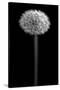 BW Dandelion on Black Portrait-Tom Quartermaine-Stretched Canvas