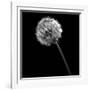 BW Dandelion on Black-Tom Quartermaine-Framed Giclee Print