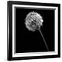 BW Dandelion on Black-Tom Quartermaine-Framed Giclee Print