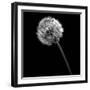 BW Dandelion on Black-Tom Quartermaine-Framed Giclee Print
