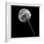 BW Dandelion on Black-Tom Quartermaine-Framed Giclee Print