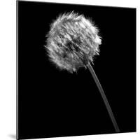 BW Dandelion on Black-Tom Quartermaine-Mounted Giclee Print