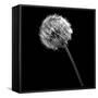 BW Dandelion on Black-Tom Quartermaine-Framed Stretched Canvas