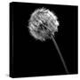 BW Dandelion on Black-Tom Quartermaine-Stretched Canvas