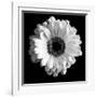 BW Flower on Black 01-Tom Quartermaine-Framed Giclee Print