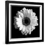 BW Flower on Black 01-Tom Quartermaine-Framed Giclee Print