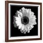 BW Flower on Black 01-Tom Quartermaine-Framed Giclee Print