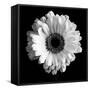 BW Flower on Black 01-Tom Quartermaine-Framed Stretched Canvas