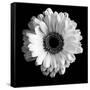 BW Flower on Black 01-Tom Quartermaine-Framed Stretched Canvas