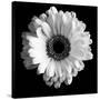 BW Flower on Black 01-Tom Quartermaine-Stretched Canvas