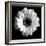 BW Flower on Black 01-Tom Quartermaine-Framed Giclee Print