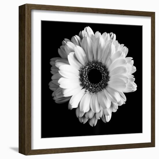 BW Flower on Black 01-Tom Quartermaine-Framed Giclee Print