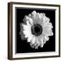 BW Flower on Black 01-Tom Quartermaine-Framed Giclee Print