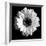 BW Flower on Black 01-Tom Quartermaine-Framed Giclee Print