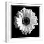 BW Flower on Black 01-Tom Quartermaine-Framed Giclee Print