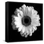 BW Flower on Black 01-Tom Quartermaine-Framed Stretched Canvas