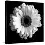 BW Flower on Black 01-Tom Quartermaine-Stretched Canvas