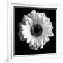 BW Flower on Black 01-Tom Quartermaine-Framed Giclee Print