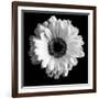 BW Flower on Black 01-Tom Quartermaine-Framed Giclee Print