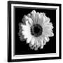 BW Flower on Black 01-Tom Quartermaine-Framed Giclee Print