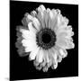 BW Flower on Black 01-Tom Quartermaine-Mounted Giclee Print