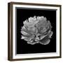 BW Flower on Black 02-Tom Quartermaine-Framed Giclee Print