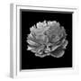 BW Flower on Black 02-Tom Quartermaine-Framed Giclee Print