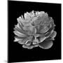 BW Flower on Black 02-Tom Quartermaine-Mounted Giclee Print