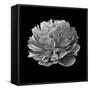 BW Flower on Black 02-Tom Quartermaine-Framed Stretched Canvas