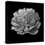 BW Flower on Black 02-Tom Quartermaine-Stretched Canvas