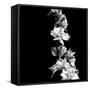 BW Flowers on Black-Tom Quartermaine-Framed Stretched Canvas