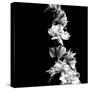 BW Flowers on Black-Tom Quartermaine-Stretched Canvas