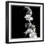 BW Flowers on Black-Tom Quartermaine-Framed Giclee Print