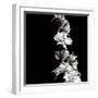 BW Flowers on Black-Tom Quartermaine-Framed Giclee Print