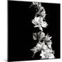 BW Flowers on Black-Tom Quartermaine-Mounted Giclee Print