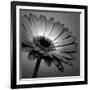 BW Gerbera 01-Tom Quartermaine-Framed Giclee Print