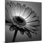 BW Gerbera 01-Tom Quartermaine-Mounted Giclee Print